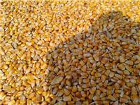 汤原县合作社新货玉米批发 低价供应天然玉米现货