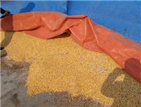 汤原县专业粮食玉米种植基地 优质品种玉米长期现货