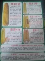 鸡东县玉米优质各品种玉米种子 特级玉米大棒玉米