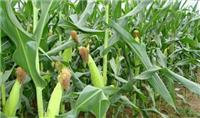 富裕县周沿玉米种植专业合作社