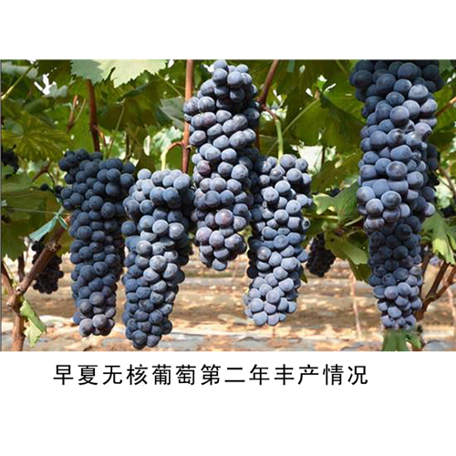 新行葡萄专业供应葡萄苗,肉质脆,酸甜适度,品质保证