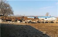 绥滨县优质纯种绵羊饲养厂家