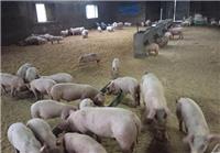 虎林市生态生猪养殖基地 仔猪批发价格