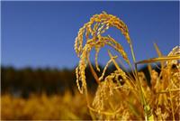 木兰县无添加水稻种植基地 优质稻谷销售
