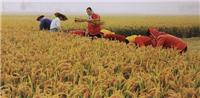 木兰县水稻稻谷种植销售厂家 生态稻米出售