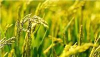 哈尔滨木兰县优良品种水稻种植销售