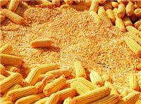 木兰县优质玉米收购厂家 哈尔滨玉米价格