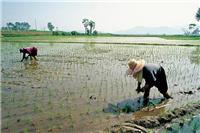 哈尔滨延寿县优质水稻专业种植