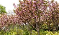 山东5公分樱花价格5公分樱花树价格5公分日本晚樱价格四海缘苗木