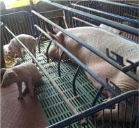 珲春市大型肉猪养殖专业合作社