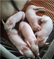 吉林珲春市专业肉猪养殖基地
