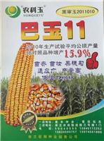 依兰县高产品种玉米种子巴玉11批发