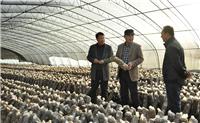 西安市富春香菇种植基地怎么样，西安市富春香菇种植基地好