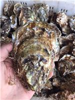 生蚝货源 威海牡蛎价格 乳山鲜活海蛎子 水产供应