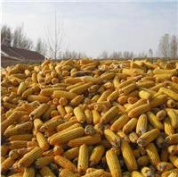 嘉荫县优质玉米收购价格多少