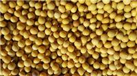 绥化专业粮贸优质黄豆收购价格