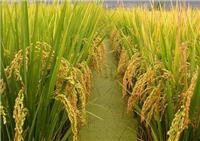 密山市优质水稻批发价格