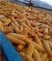 林口玉米种植 黑龙江玉米价格 林口大玉米