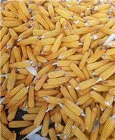 林口玉米种植选哪家 林口玉米 林口大玉米 林口甜青玉米