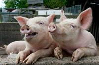 洋县宸丰养殖场家猪价格是多少，洋县宸丰养殖场家猪的优点是什么