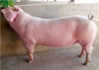 洋县宸丰养殖场大白猪价格是多少，洋县宸丰养殖场大白猪品种有哪些
