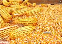 哈尔滨玉米种植收购 哈尔滨粮食种植收购 哈尔滨玉米种植