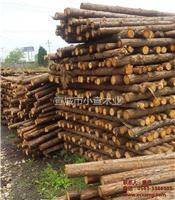 杉木桩厂家-宣城小查木业-杉木桩价格