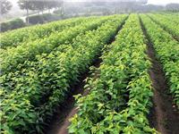 重庆水果苗,贵州水果苗种植基地,孟兴农业开发