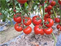 销售进口荷兰佳粉-越夏高产番茄种子
