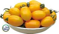 荷兰金妃2号-黄色小番茄种子，，圣女果种子