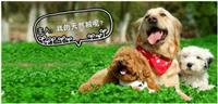  重磅 博乐丹北京欧兽犬猫临床牙科高级研修课圆满结束