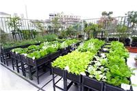 四川成都城市屋顶菜园设计打造选尚鼎丰公司