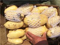 山东土豆种植基地种植今年土豆价格