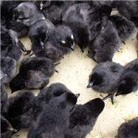 优源家禽常年供应纯种黑鸡苗，高产麻羽鸡苗，活体包运费到家