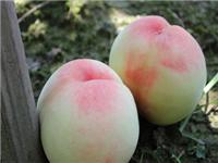 水蜜桃的功效与作用_水蜜桃的营养价值_水蜜桃的作用_宝奇果园