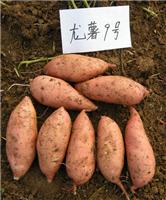 小店徐薯18高淀粉红薯批发价 太原徐薯18红薯品种