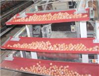 供应银星YX-jdj捡蛋机 层式集蛋机 蛋鸡养殖设备 河南银星畜牧设备厂家