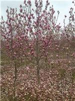安徽合肥有紫玉兰出售 肥西红花玉兰专业种植苗木基地