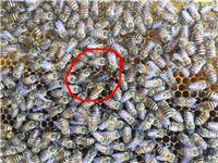 土蜂 中蜂 笼蜂蜂群蜂王繁殖与销售