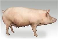 衡水市母猪养殖价格
