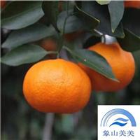 柑桔苗木甘平，爱媛34号，中晚熟杂柑品种，糖度高、果实大、果皮薄