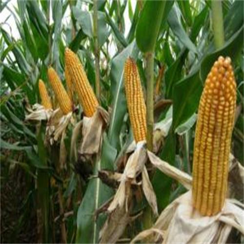 金谷103玉米种子高产价优 家家丰玉米种子 