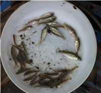 黑魚苗的一平方可以養殖多少黑魚苗廣東華夏水產