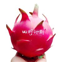 中国台湾蜜宝红龙果 田野计划精选 进口火龙果