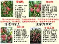 济宁桃树苗价格是多少 济宁桃树苗品种介绍 济宁桃树苗成熟期