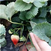 供应大量草莓苗 新品种草莓苗 优质脱毒型草莓苗