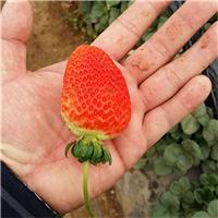 供应大量草莓苗 新品种草莓苗 优质脱毒型草莓苗 山东草莓苗基地