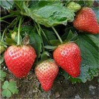 山东优质草莓苗供应 脱毒型草莓苗 新品种草莓苗 妙香 桃熏 太空草莓苗