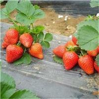 优质草莓苗供应 脱毒型草莓苗 新品种草莓苗 鬼怒甘 妙香桃熏草莓苗