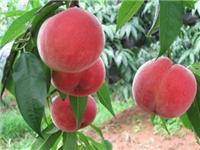 山东桃树苗基地 晚熟新品种桃树苗 供应优质桃树苗
